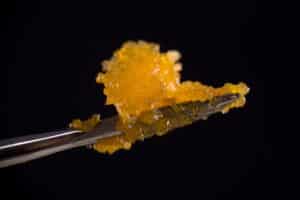 Macro detail of cannabis concentrate live resin (extracted from medical marijuana) isolated over black on a dabbing tool