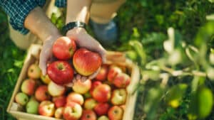 A senior male fruit grower places fresh apples in a basket, basked in sunlight among the trees of his orchard, dressed in work attire suitable for horticulture.